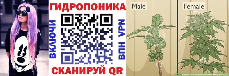 Канабис AK-47 Кедровый